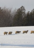 A Likeable Sheep