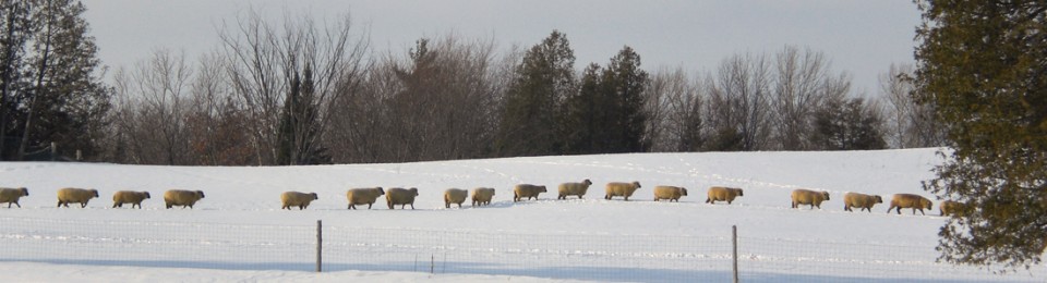 Hardy Shropshire head up a snowy hill at Wholearth Farmstudio in Hastings