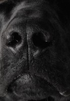 The Shadow Nose